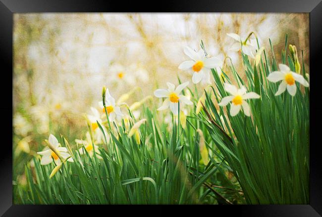 Spring Daffodils Framed Print by Dawn Cox