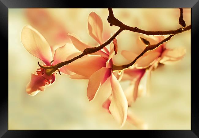 Spring Magnolia Framed Print by Dawn Cox
