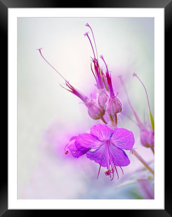 Pretty in Pink Framed Mounted Print by Dawn Cox