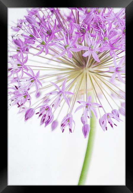 Purple Allium Framed Print by Dawn Cox
