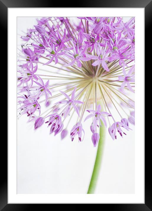 Purple Allium Framed Mounted Print by Dawn Cox