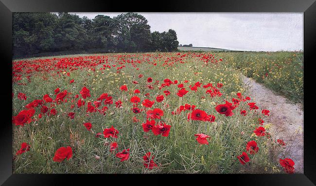 Poppies on the Hill Framed Print by Dawn Cox