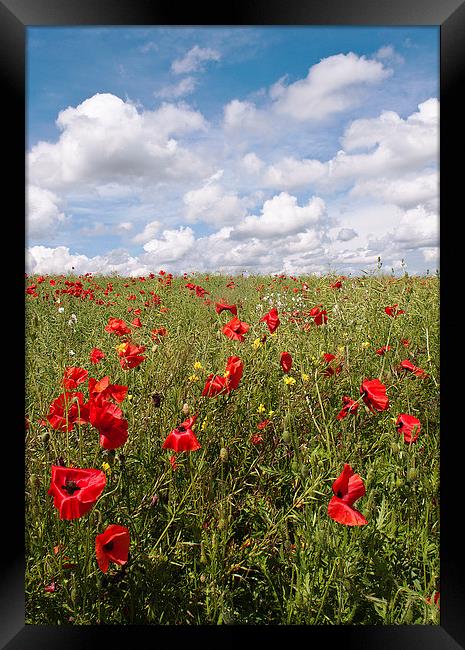Another Poppy Field Framed Print by Dawn Cox