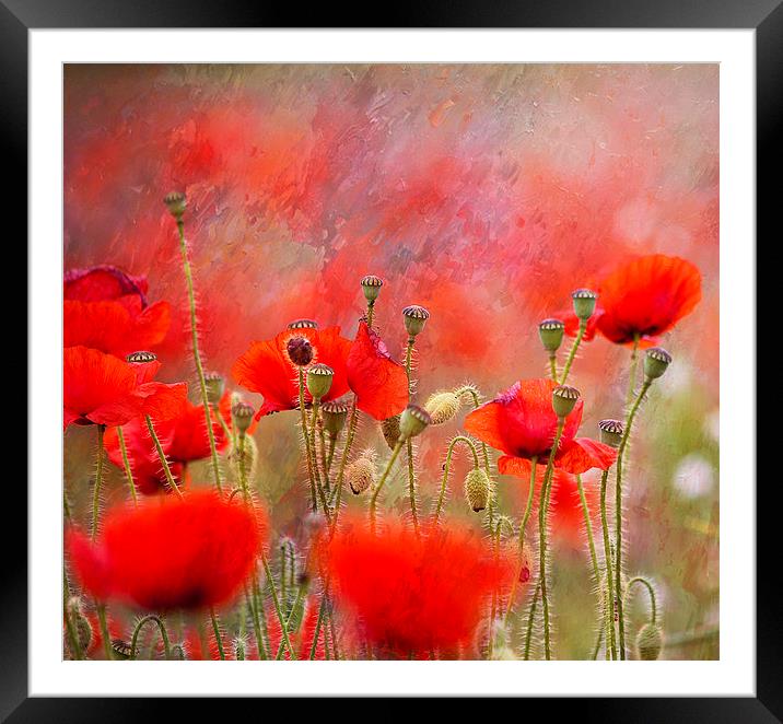 Rainbow of Colours Framed Mounted Print by Dawn Cox