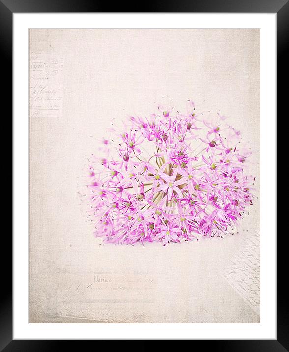 Purple Flower Framed Mounted Print by Dawn Cox