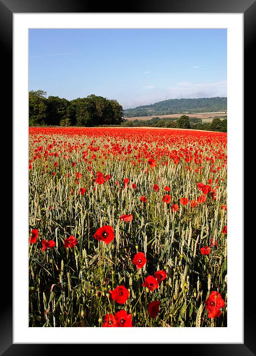 Kent Poppies Framed Mounted Print by Dawn Cox