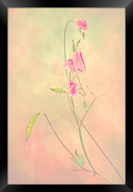  Sweet Pea Framed Print by Dawn Cox