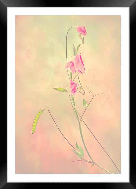  Sweet Pea Framed Mounted Print by Dawn Cox