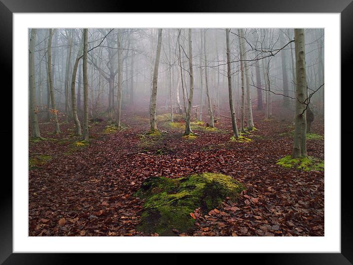  Foggy woodland Framed Mounted Print by Dawn Cox