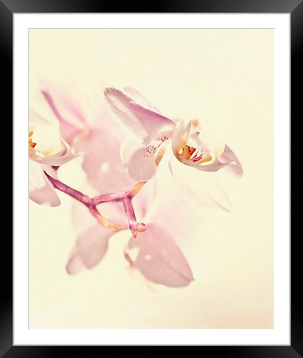  Pink Orchid Framed Mounted Print by Dawn Cox