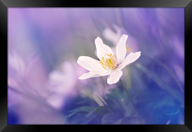 Wood Anemone flower towards the Light Framed Print by Dawn Cox