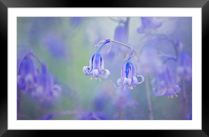  Bluebells Framed Mounted Print by Dawn Cox