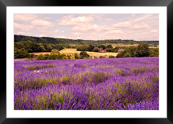 Kent Lavender  Framed Mounted Print by Dawn Cox