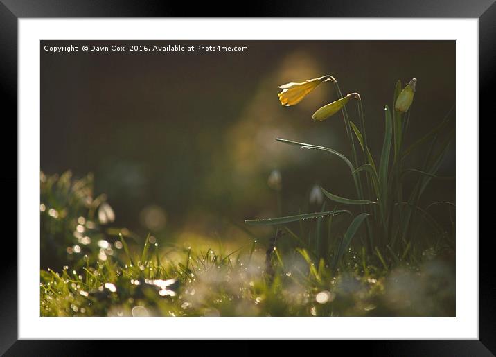 Daffodils Framed Mounted Print by Dawn Cox