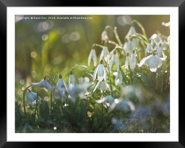 White Snowdrops Framed Mounted Print by Dawn Cox