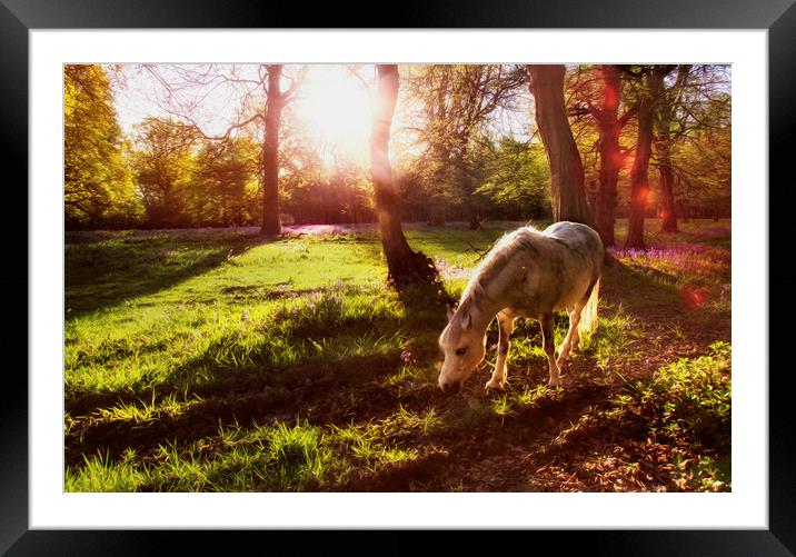 Sunlight Framed Mounted Print by Dawn Cox