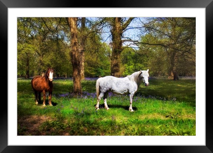Horses with Bluebells Framed Mounted Print by Dawn Cox