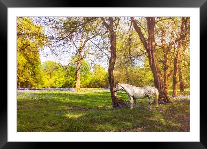 White Horse in  kent meadow Framed Mounted Print by Dawn Cox