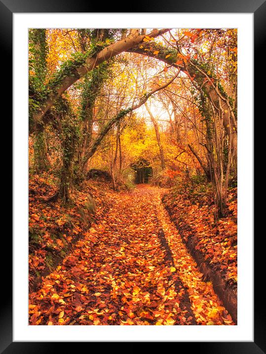 Autumn Walk Framed Mounted Print by Dawn Cox