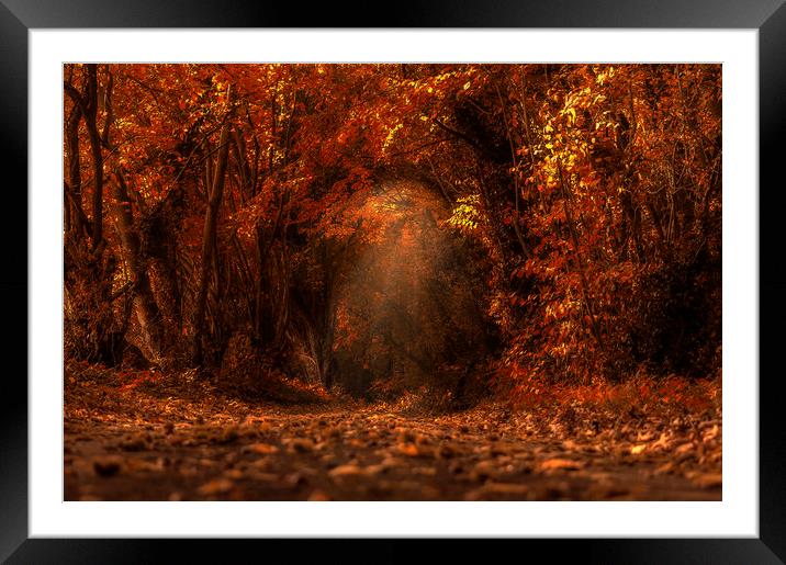 Autumns Fall Framed Mounted Print by Dawn Cox