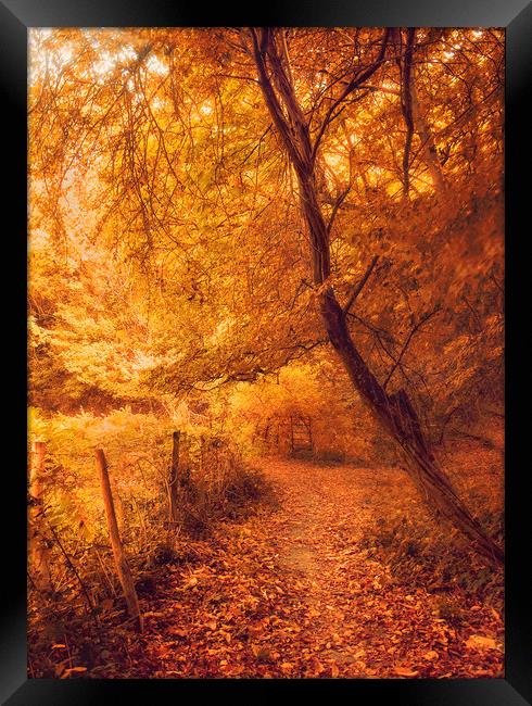 Autumn Woodland Framed Print by Dawn Cox