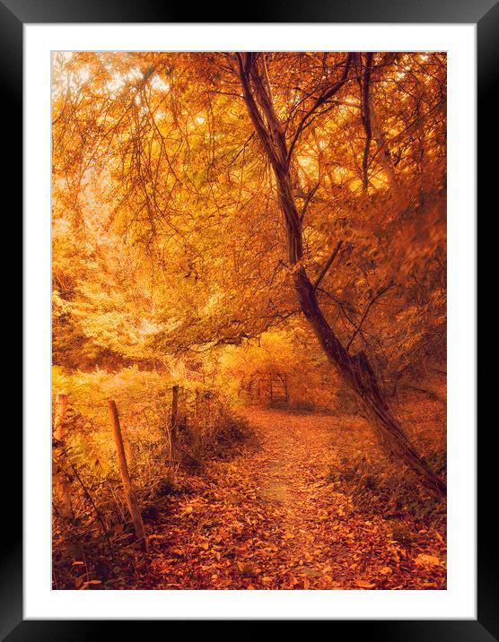 Autumn Woodland Framed Mounted Print by Dawn Cox