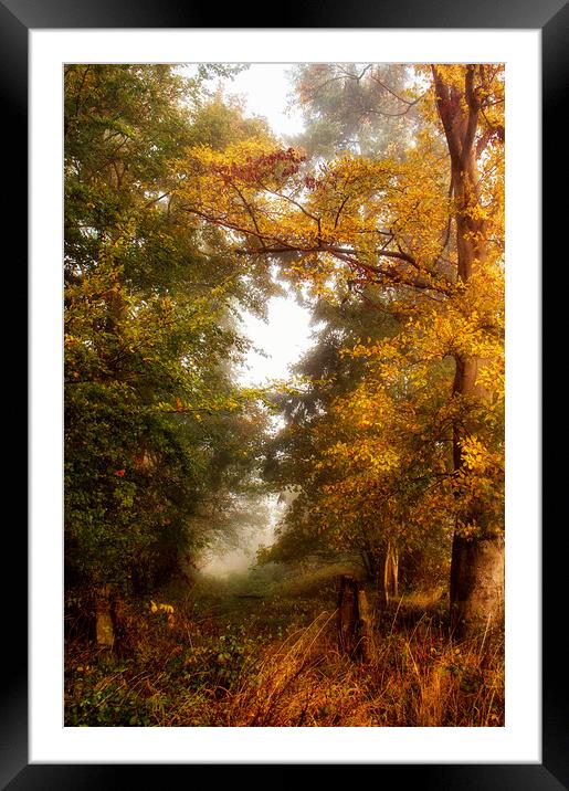 The Clearing Framed Mounted Print by Dawn Cox