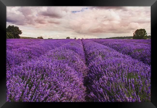 Kent Lavender Field Framed Print by Dawn Cox