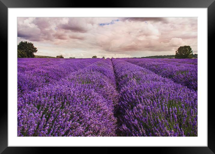 Kent Lavender Field Framed Mounted Print by Dawn Cox