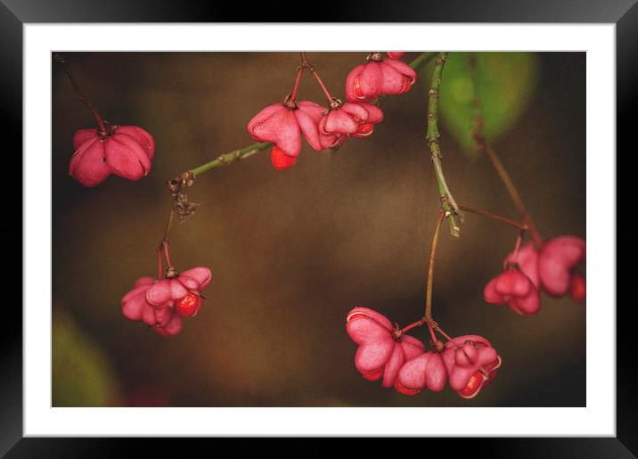 Pink Spindle Framed Mounted Print by Dawn Cox
