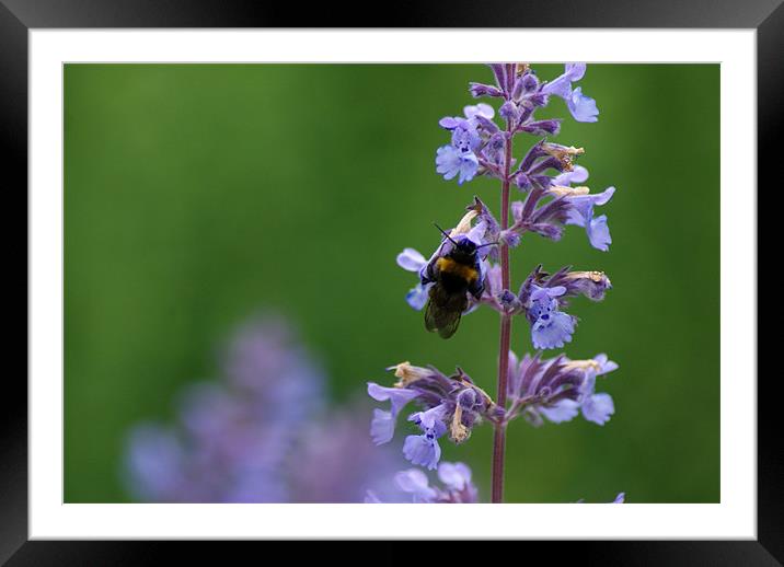 Bee Framed Mounted Print by Lizziee Cox