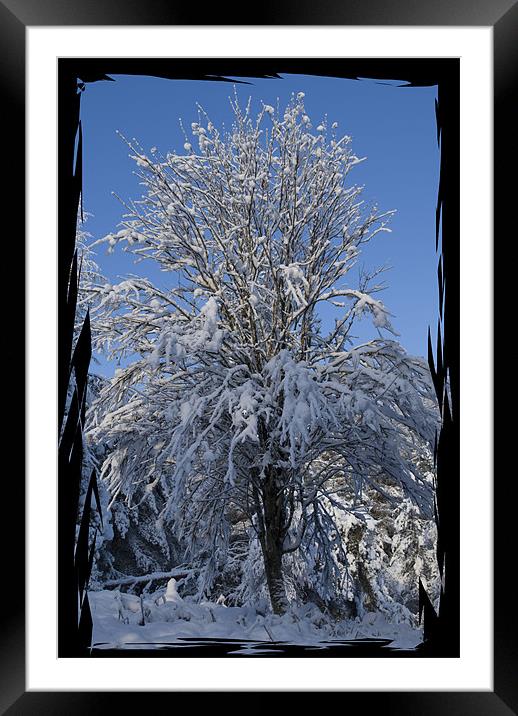 Snow Covered Tree Framed Mounted Print by Jessica Patten