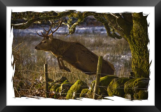 Red Deer goes for a leap Framed Print by Jessica Patten