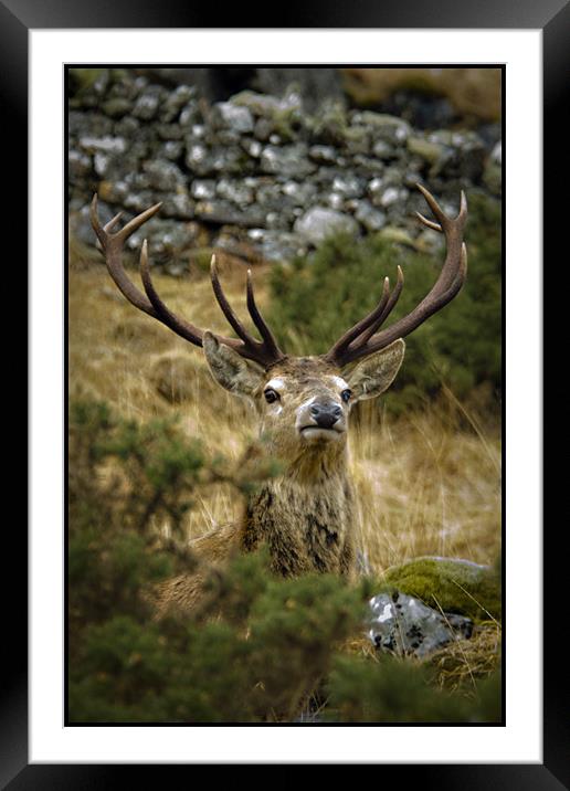 The peek-a-boo Stag Framed Mounted Print by Jessica Patten