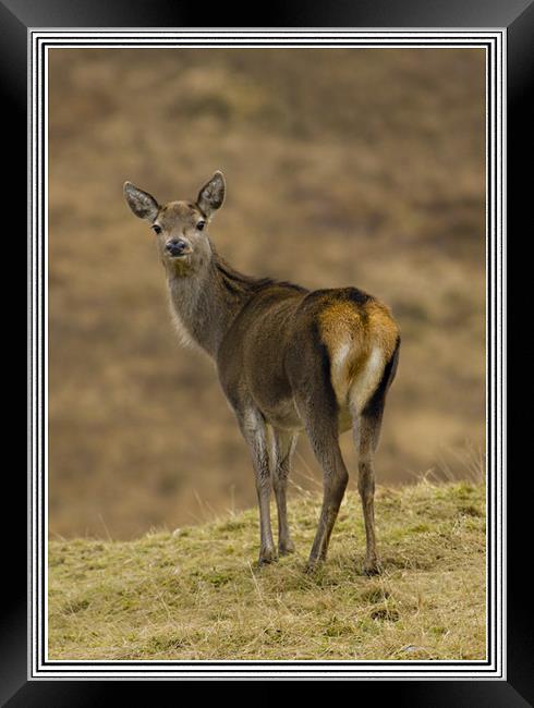 Doe a Deer Framed Print by Jessica Patten