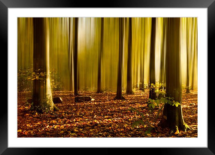 Autumn fall beech woods Framed Mounted Print by Izzy Standbridge