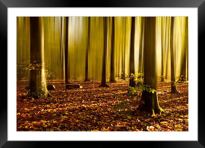 Autumn fall beech woods (2) Framed Mounted Print by Izzy Standbridge
