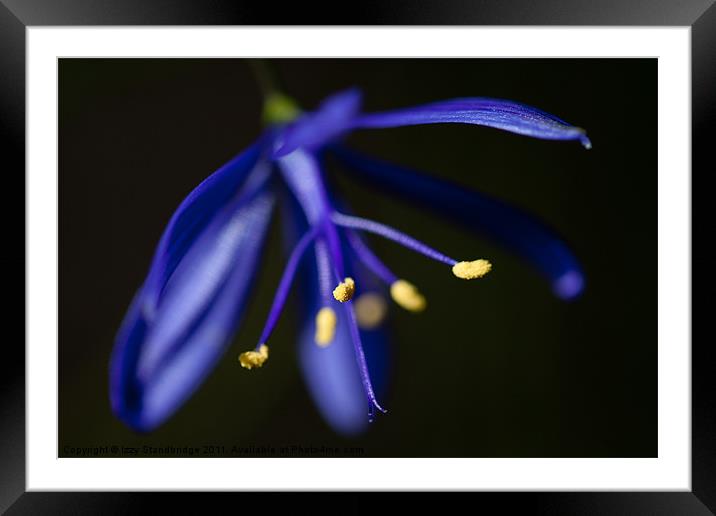 Jovellana Punctata Framed Mounted Print by Izzy Standbridge