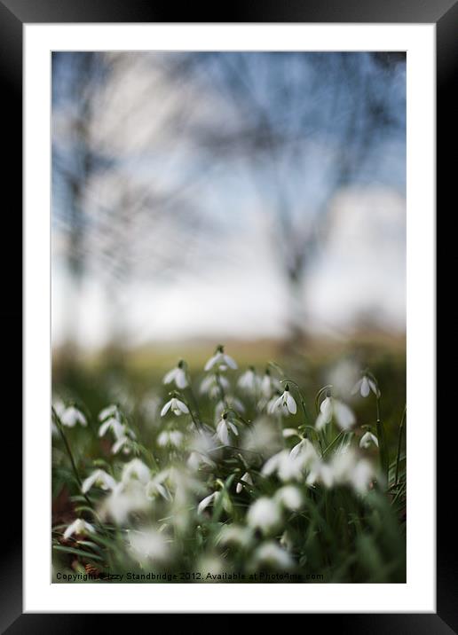 Snowdrops in woodland Framed Mounted Print by Izzy Standbridge