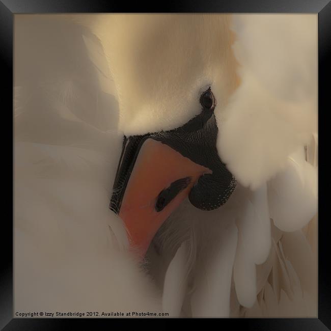 Soft swan close up Framed Print by Izzy Standbridge