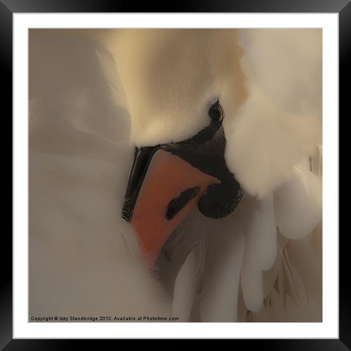 Soft swan close up Framed Mounted Print by Izzy Standbridge