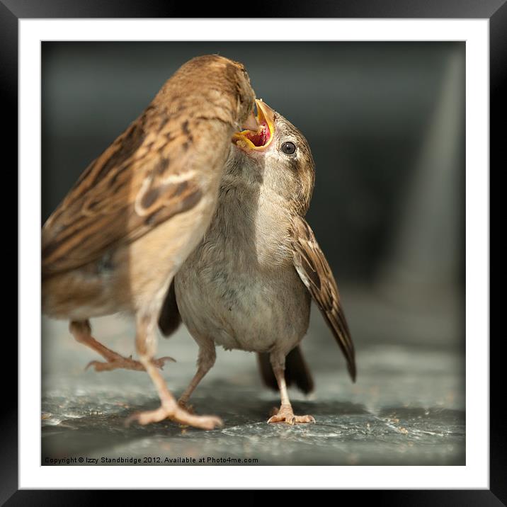 Sparrow Mother and Baby Framed Mounted Print by Izzy Standbridge