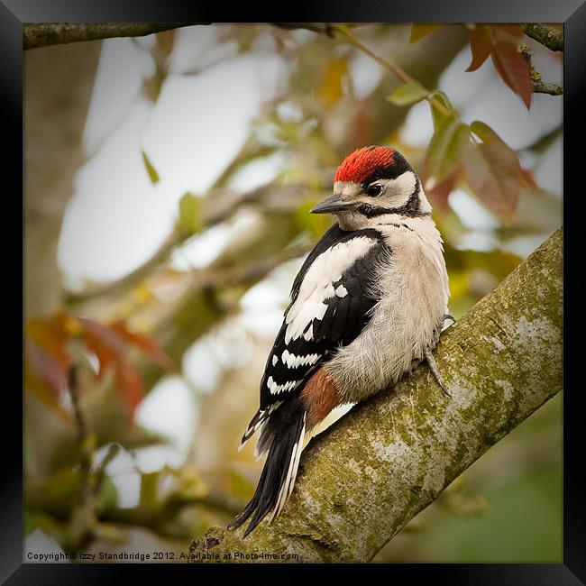 Great Spotted Woodpecker Fledgling Framed Print by Izzy Standbridge