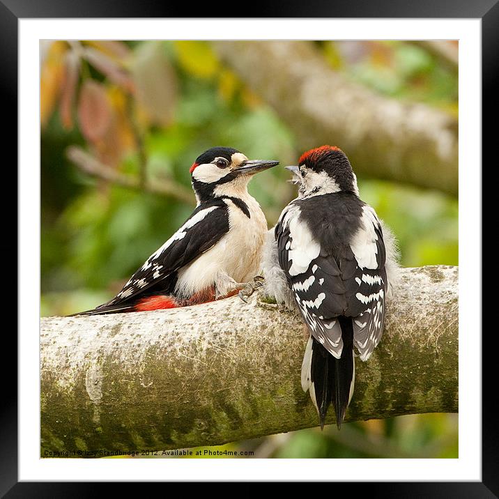 Woodpecker feeding time Framed Mounted Print by Izzy Standbridge