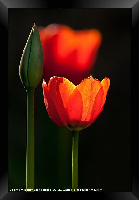 Backlit tulips Framed Print by Izzy Standbridge