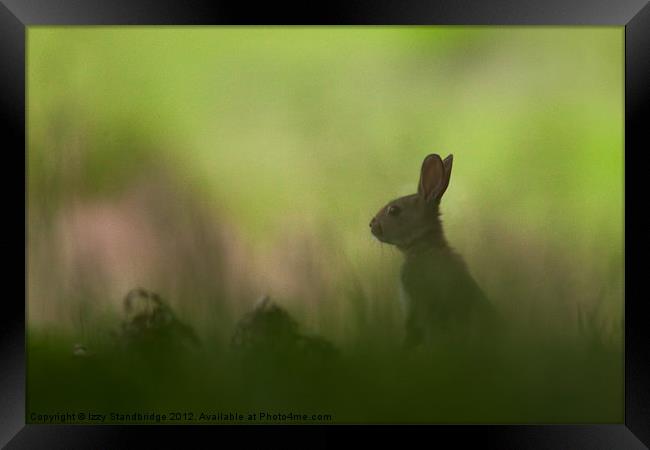 Rabbit obscured Framed Print by Izzy Standbridge