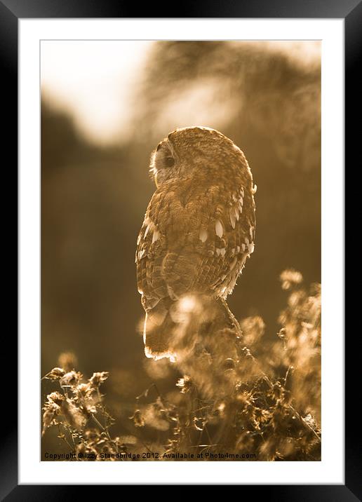 Tawny owl Framed Mounted Print by Izzy Standbridge