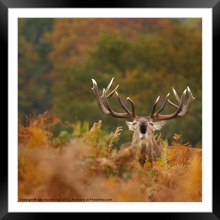 Red deer stag bellowing Framed Mounted Print by Izzy Standbridge