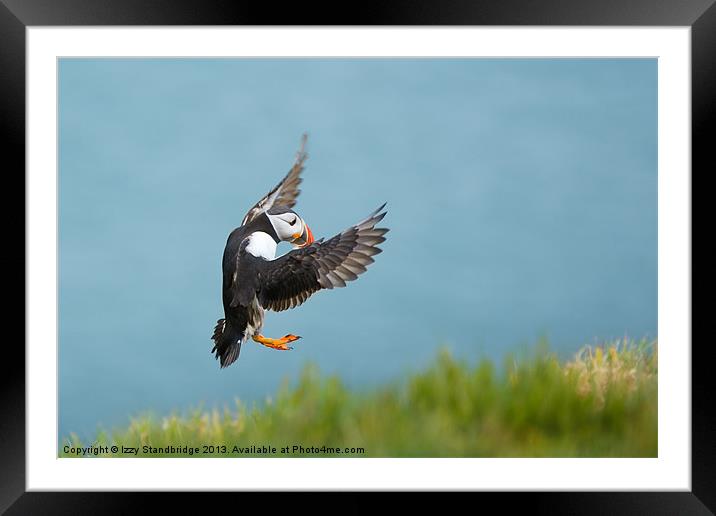 Puffin coming in to land Framed Mounted Print by Izzy Standbridge