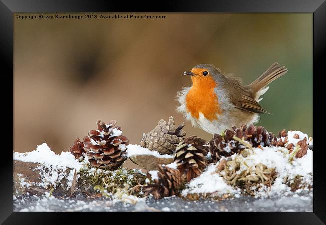 Robin in the snow with fir cones Framed Print by Izzy Standbridge